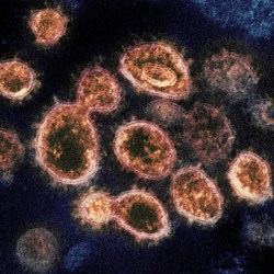 Virus_Outbreak_Antibody_Protection_88811