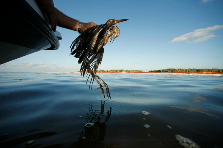 Plaquemines Parish Coastal Zone Director P.J. Hahn rescues a heavily oiled bird from the waters of Barataria Bay, La., in 2010. The Trump administration wants to end the criminal penalties under the Migratory Bird Treaty Act that pressure companies into taking measures to prevent unintentional bird deaths. 