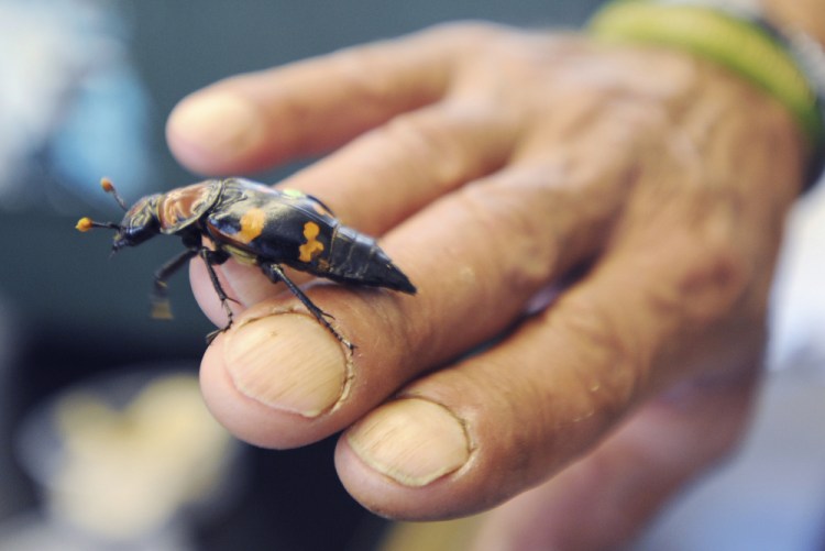An employee lets an American burying beetle crawl on his hand in 2018 at the Arizona-based Center for Biological Diversity. (Merrily Cassidy/Cape Cod Times via AP, File)