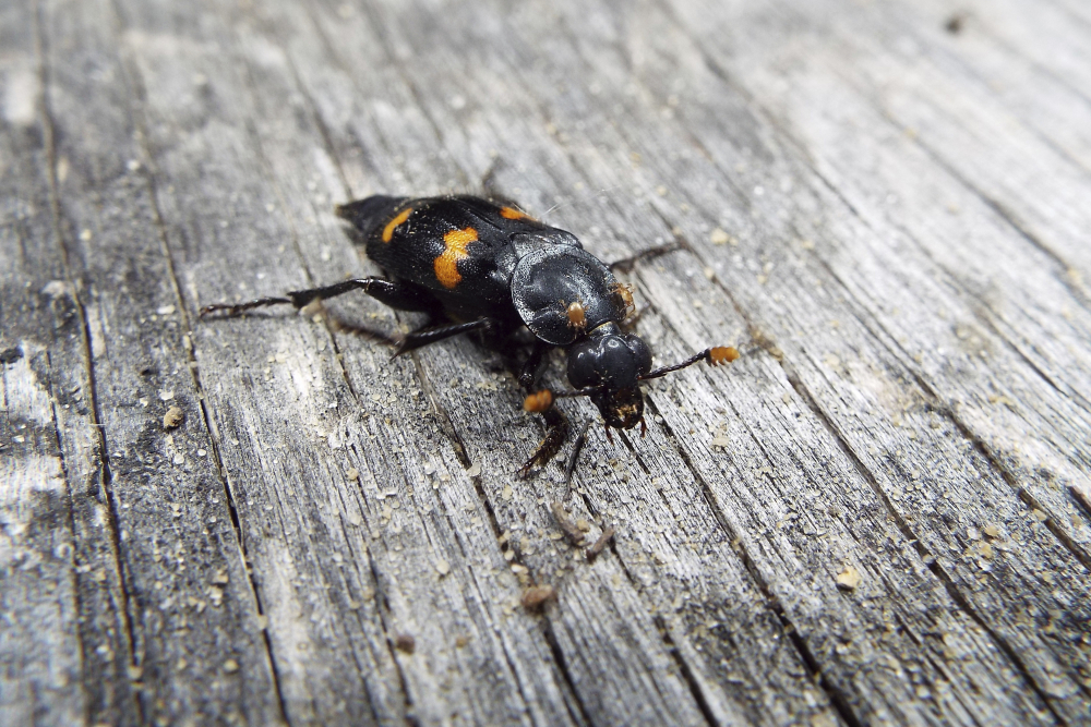 Burying_Beetles_23425