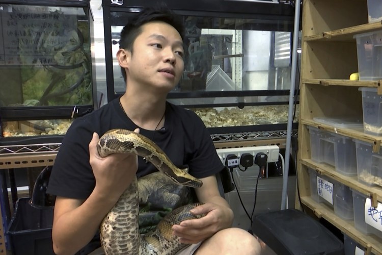 Ken Lee, a registered snake catcher, holds a python as he speaks during an interview at the Hong Kong Society of Herpetology Foundation on Dec. 10.