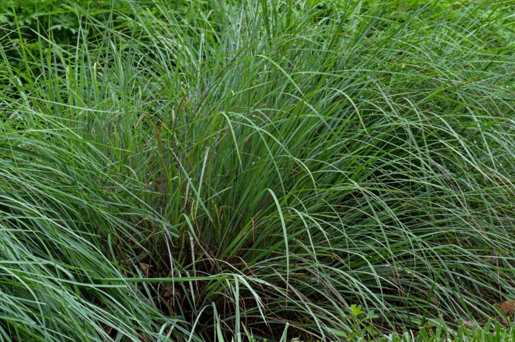 Even after they turn brown, let ornamental grasses be through the winter. They provide food and shelter for wildlife.