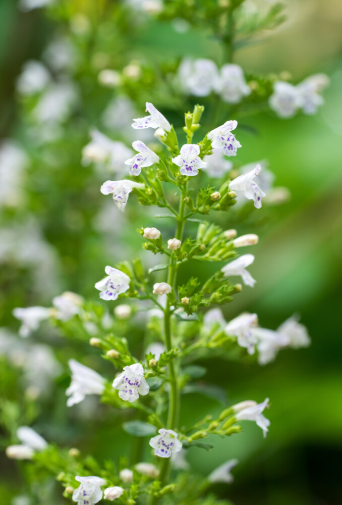 So we guess Lesser calamint is actually more this year, as it's the Perennial Plant Association’s Plant of the Year. 