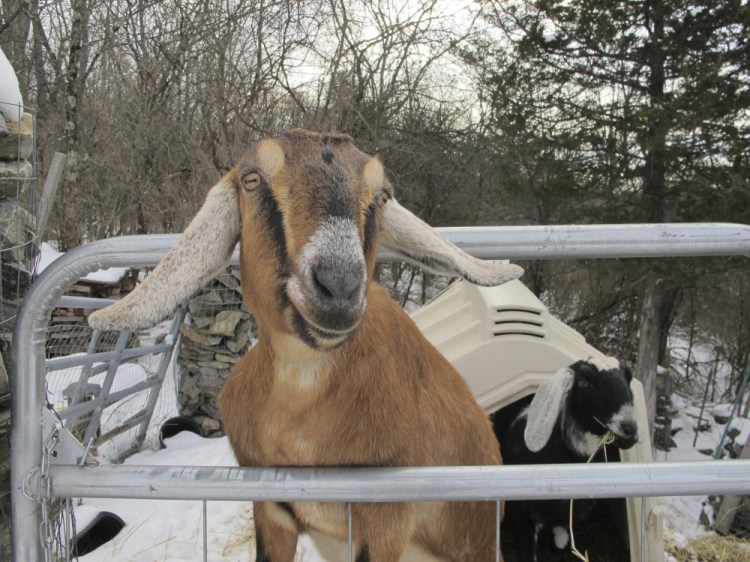 Lincoln, a Nubian goat, stands in her pen in Fair Haven, Vt. As "mayor" of the town, she raised $10,000 for a playground. Her successor, a dog named Murfee, has raised $20,000. Lisa Rathke/Associated Press