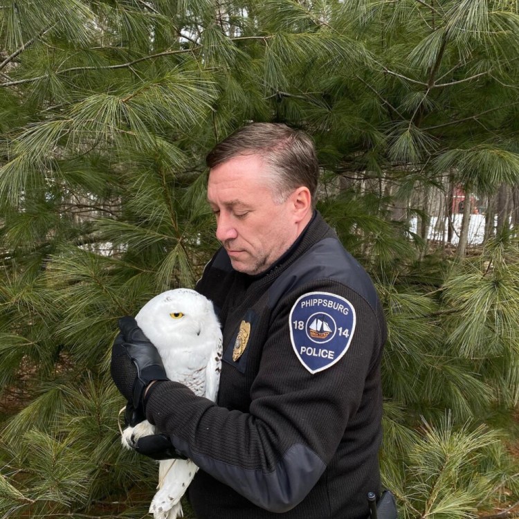 Phippsburg Police Chief John Skroski found the injured bird near Route 209 Thursday.