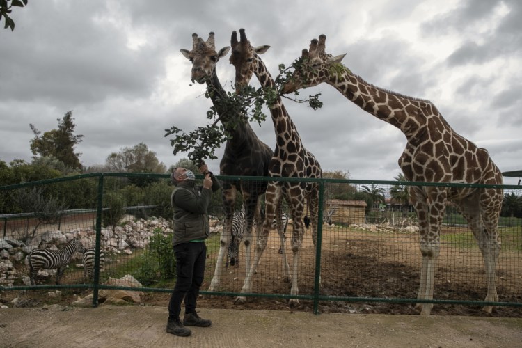 Zoo curator Adonis Balas feeds three giraffes at the Attica Zoological Park in Spata, near Athens, last Tuesday. After almost three months of closure due to COVID-19, Greece's only zoo could be approaching extinction. (AP Photo/Petros Giannakouris)