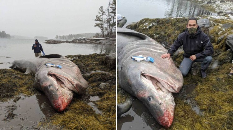 This large basking shark washed up on Greenland Cove in Bremen on Tuesday morning.