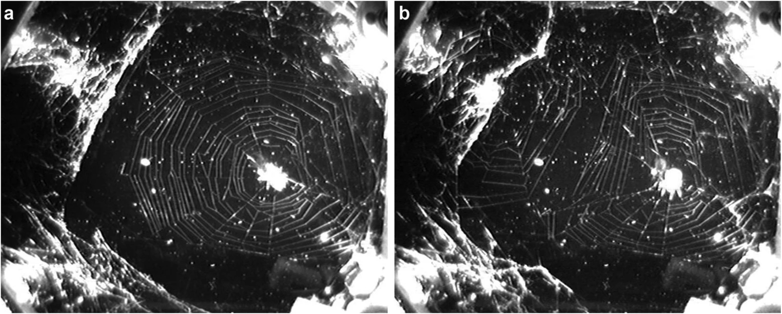 Ask the Naturalist  Spiders that Build Structures in their Webs