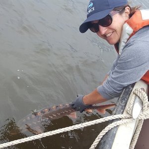 Learn about sturgeon of Maine from Dr. Gayle Zydlewski on Jan. 21, hosted by Kennebec Estuary Land Trust.