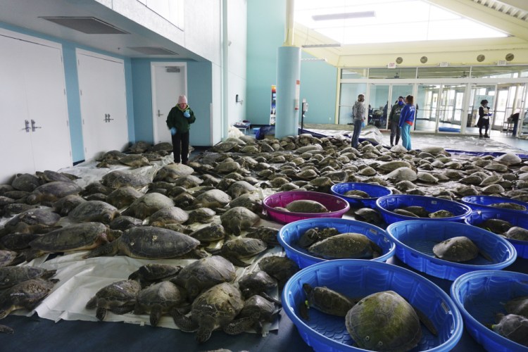 Thousands of Atlantic green sea turtles and Kemp's ridley sea turtles suffering from cold stun are laid out to recover Tuesday at the South Padre Island Convention Center on South Padre Island, Texas. (Miguel Roberts/The Brownsville Herald via AP)