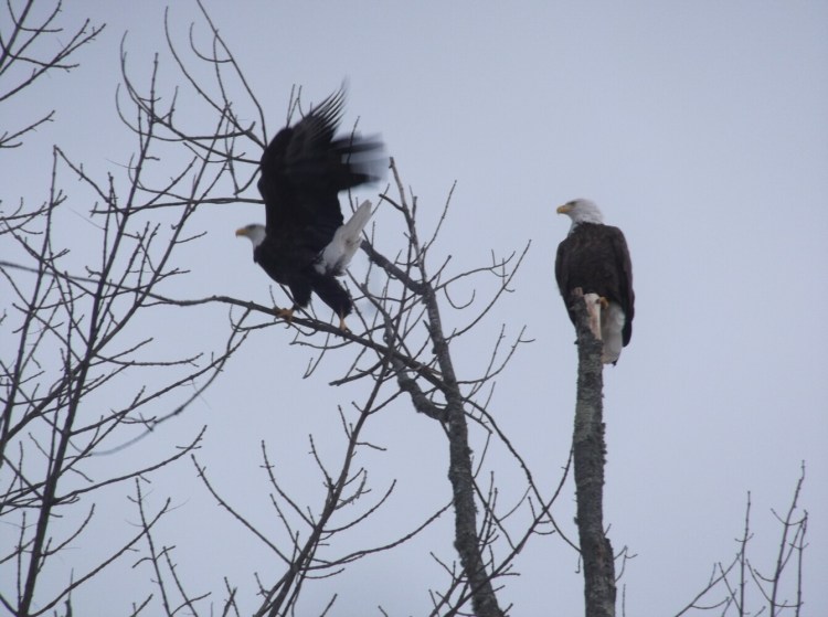 Two bald eagles perch in a tree in Monmouth.