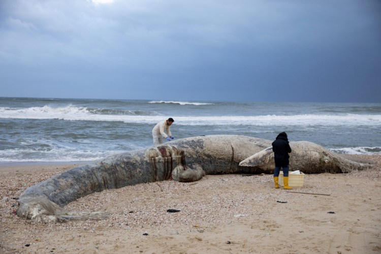 Danny Morick, marine veterinarian, and Aviad Scheinin take samples from a dead fin whale washed up on a beach in Nitzanim Reserve, Israel, on Friday. Officials believe cause of death was ingesting oil, but as of Sunday, test results had not returned. 