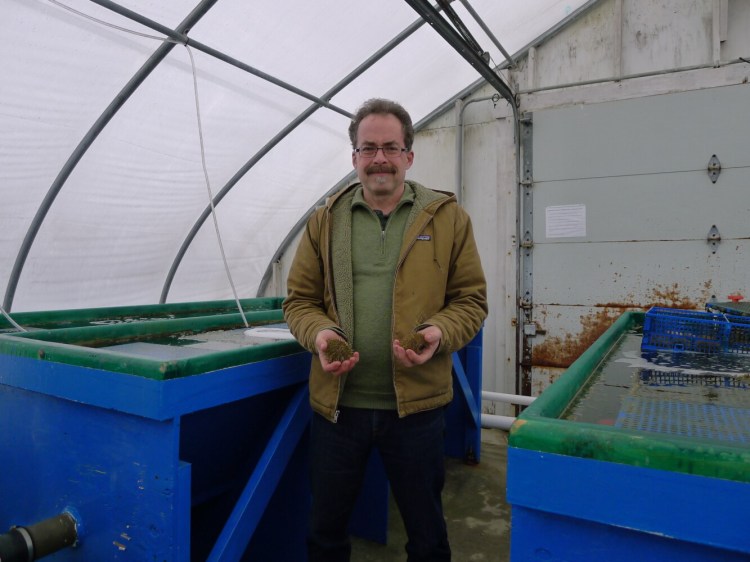 Steve Eddy, director of the Center for Cooperative Aquaculture Research at the University of Maine, holds two sea urchins raised as part of a research project. Researchers hope to figure out the best way to farm-raise sea urchins and convince aquaculture businesses to farm them.