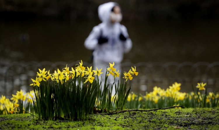 A pedestrian walks past blooming daffodils in a park in London on Friday.
