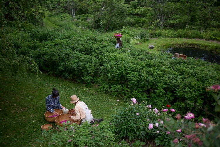 ROCKPORT, ME - JUNE 27: Deb Soule and her staff of seasonal gardeners harvest rosa rugosa in the Avena Botanicals garden. Deb Soule bought the current farm 22 years ago, ten years into her business. The roses are harvested every day from 9 to 10 in the morning. They are used in a number of the apothecary's products including their popular Rose Petal Elixir (Staff photo by Brianna Soukup/Staff Photographer)
