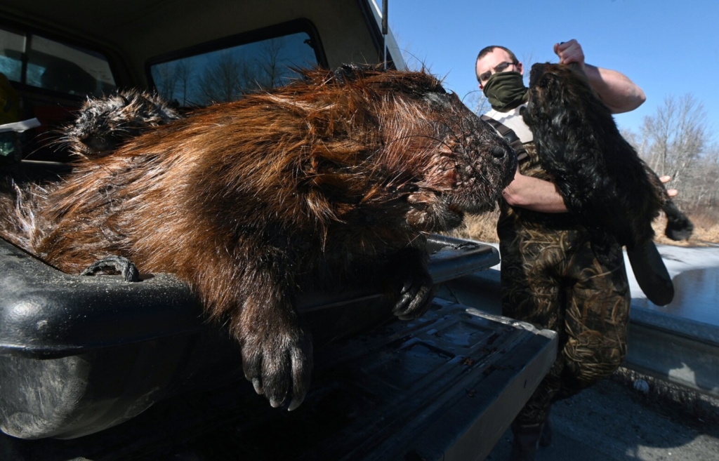 For Oakland man, trapping beaver a lifelong avocation