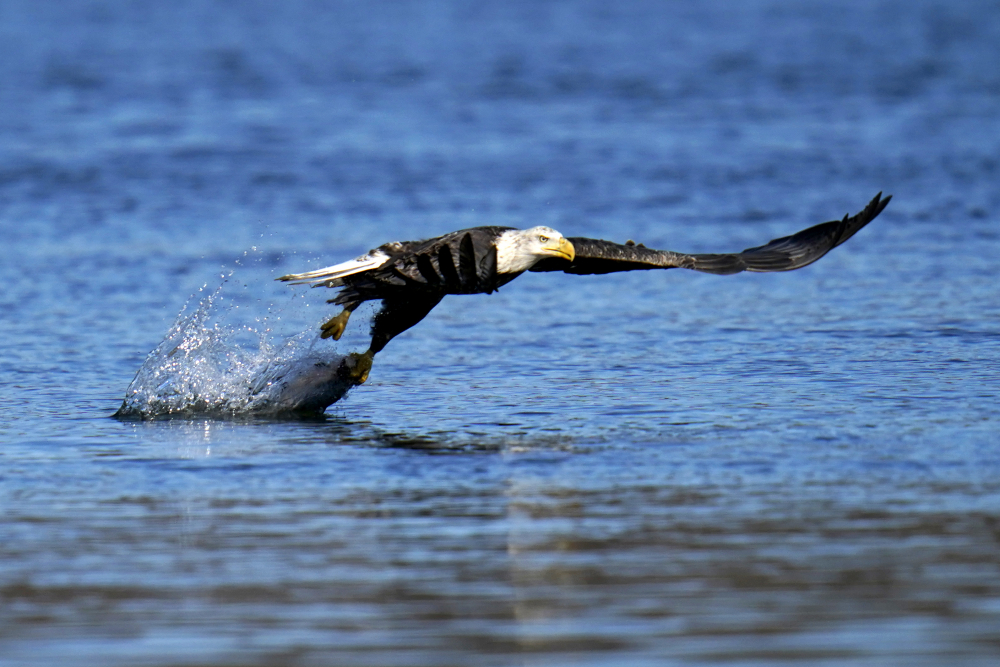 Bald_Eagle_Recovery_51497
