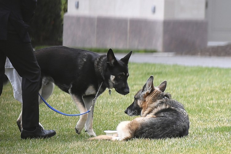 The Bidens' dogs Champ, right, and Major  on the South Lawn of the White House on March 31. 

