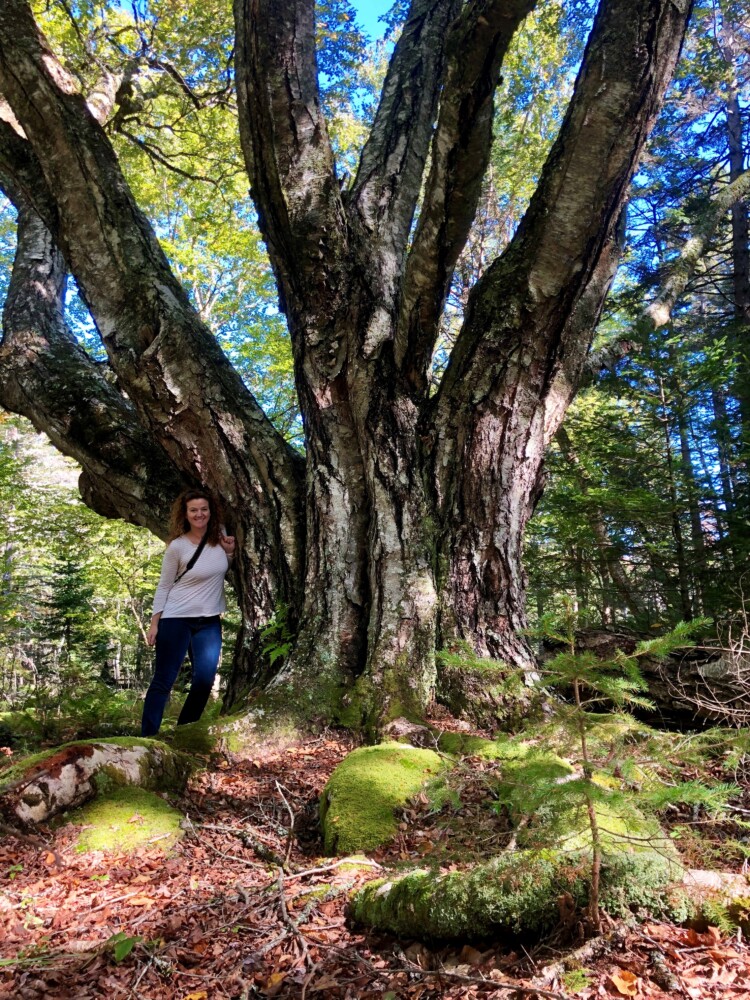 Jan Santerre with former state and national champion yellow birch in Deer Isle.
