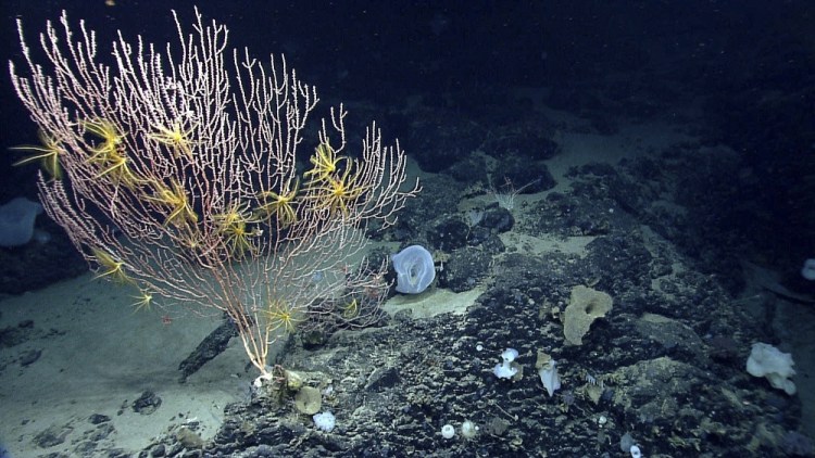 This undated file photo provided by the National Oceanic and Atmospheric Administration made during the Northeast U.S. Canyons Expedition 2013 shows corals on Mytilus Seamount off the coast of New England in the North Atlantic Ocean. The Supreme Court ruled Monday that it will not consider a fishing group's attempt to challenge the creation of a large federally protected area in the Atlantic Ocean.