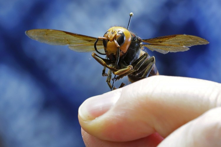 An Asian giant hornet from Japan is held on a pin by Sven Spichiger, an entomologist with the Washington state Dept. of Agriculture in Olympia, Wash., in May. Scientists in the U.S. and Canada are opening new fronts in the war against the so-called murder hornets as the giant insects begin establishing nests this spring. 