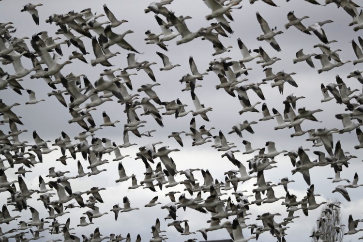 Thousands of snow geese take flight over a farm field at their winter grounds, in the Skagit Valley near Conway, Wash., in 2019. The Biden administration on Monday reversed a policy imposed under former President  Trump that drastically weakened the government's power to enforce a century-old law that protects most U.S. bird species.