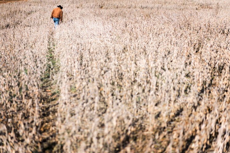 John Boyd checks soybeans in Baskerville, Va., in January 2019. He is a fourth-generation Black farmer. 