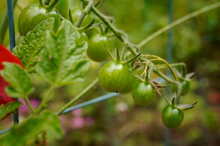 CAPE ELIZABETH, ME - JULY 10: Cherry tomatoes ripen on a vine in Tom Atwell's garden in Cape Elizabeth on Friday, July 10, 2020. (Staff Photo by Gregory Rec/Staff Photographer)