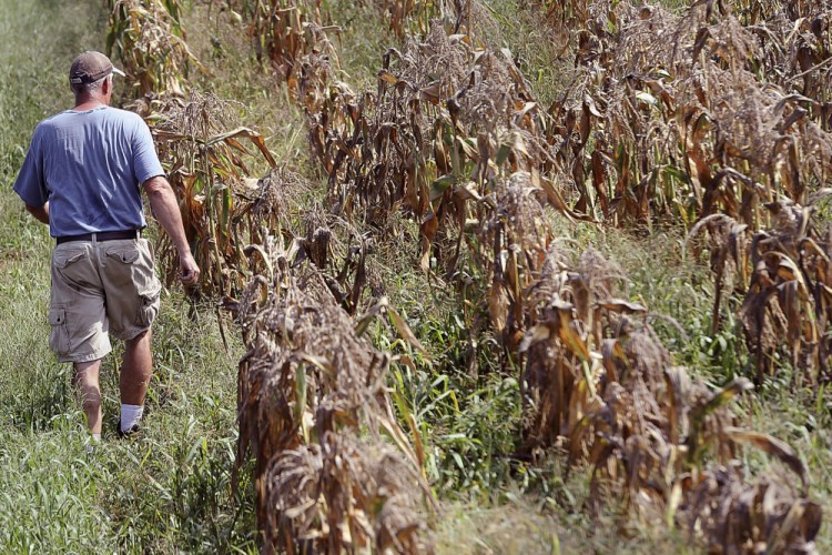 Jim Geoghegan, owner of Sunshine Farm in Sherborn, Mass., walks through a withered drought-stricken corn field on Aug. 11, 2016.