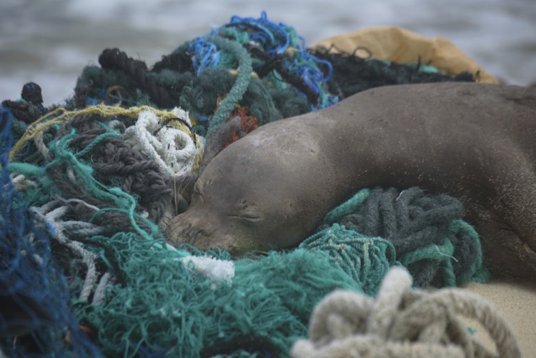 A juvenile Hawaiian monk seal rests on top of a pile of ghost nets on the windward shores of Laysan Island in the Northwestern Hawaiian Islands.   