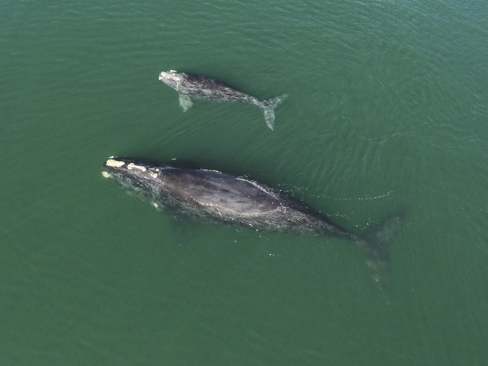 Right_Whales_83231