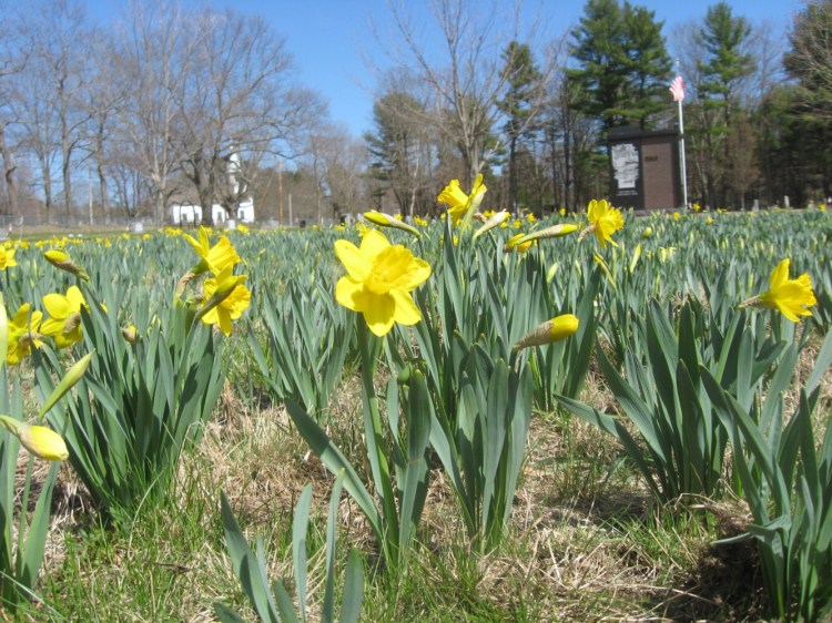 You know spring has sprung when you see these. 