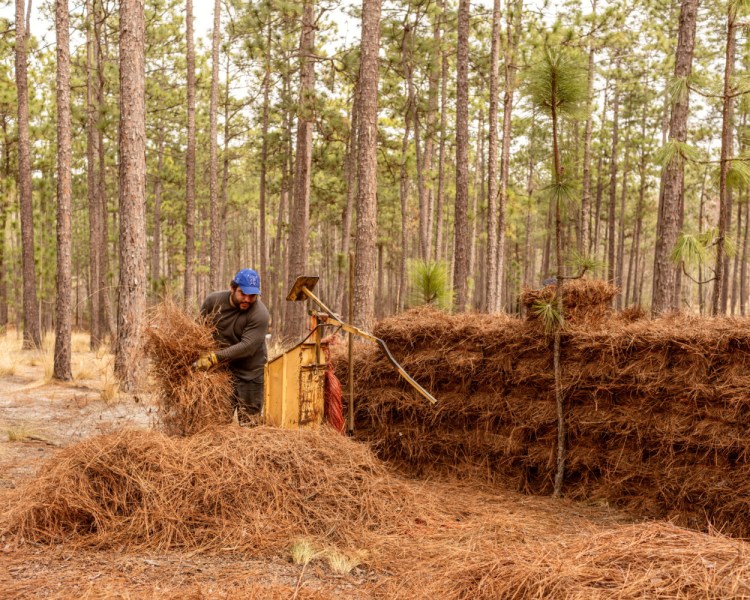 A worker loads pine needles into a baler at Mike Wilson's farm in West End, N.C.