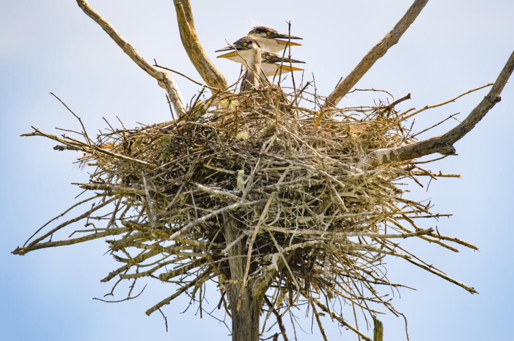 Birding: Nests are ready, so let the new bird families emerge