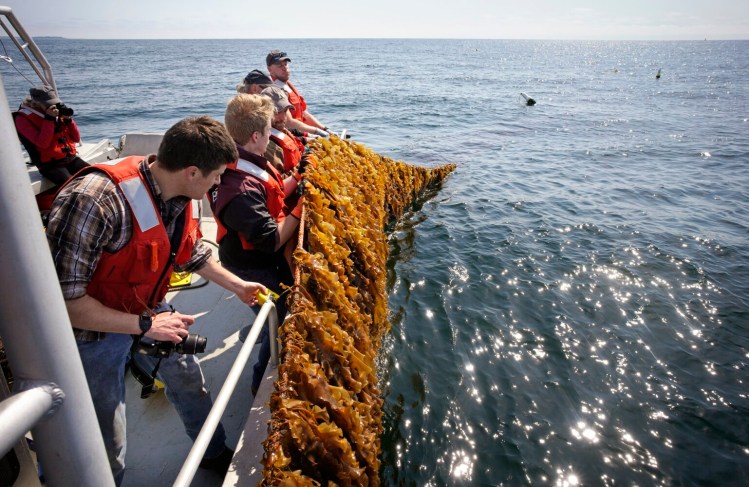 SACO BAY, ME - MAY 20: Researchers pull up a rope laden with kelp on Thursday at a kelp farm in Saco Bay that the University of New England is using to study how to best grow kelp in open ocean conditions. It is the second year that researchers have harvested kelp from the farm in a project that is funded by $1.3 million research grant from the U.S. Department of Energy.  (Staff photo by Gregory Rec/Staff Photographer)