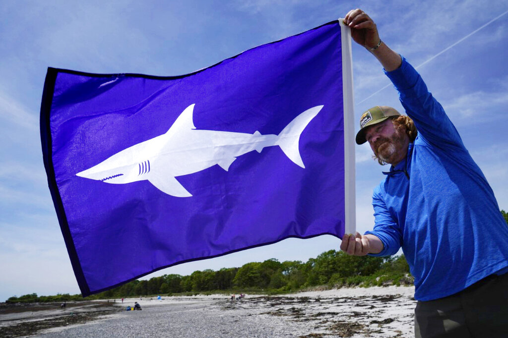 Shark attack history on the Cape and all along Massachusetts: More frequent  attacks, but extremely rare