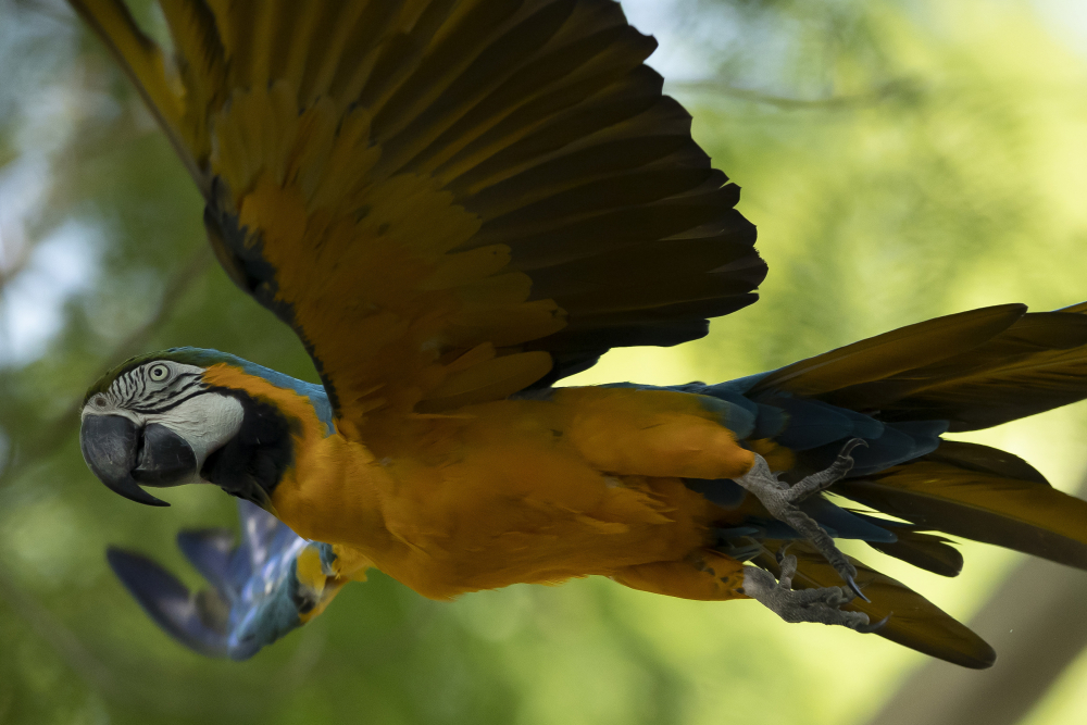 APTOPIX_Brazil_Rio_Macaw_Love_65795