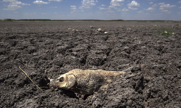 The remains of a carp are seen on the dry lake bed of O.C. Fisher Lake in San Angelo, Texas, in 2011. According to data released by the National Oceanic and Atmospheric Administration on Tuesday, the new United States normal is not just hotter, but wetter in the eastern and central parts of the nation and considerably drier in the West than just a decade earlier. 
