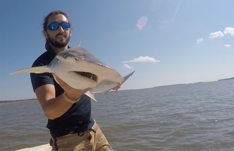 Colby Griffiths took this photo in 2015 on the North Edisto River in South Carolina. It shows scientist Bryan Keller holding a bonnethead shark. Keller is among a group of scientists that found sharks use the Earth’s magnetic field as a sort of natural GPS when they navigate journeys that take them thousands of miles across the world’s oceans.