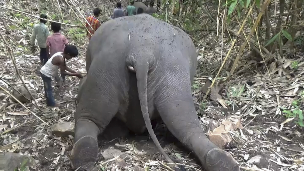 India_Elephants_Killed_25486