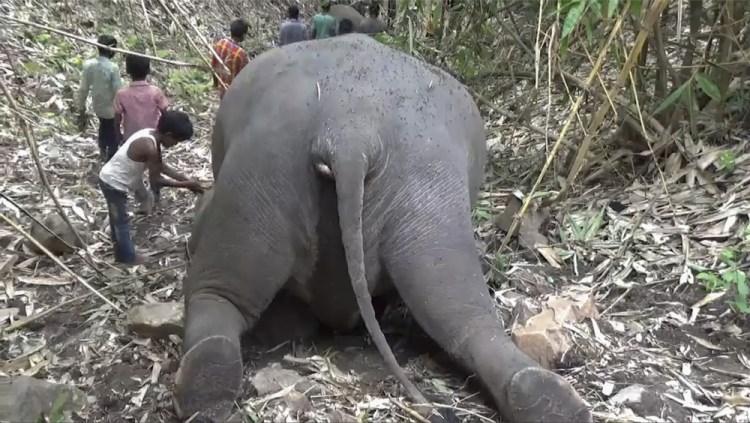 This image from video provided by KK Productions shows an Indian village boy paying respect to one among 18 wild Asiatic elephants found dead in the protected Kondali forest reserve in northeastern Assam state, India, on Thursday. Preliminary reports by veterinarians said the elephants were struck by lightning.