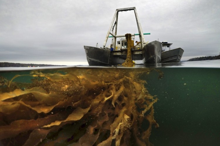 A line of seaweed is hauled aboard a barge for harvesting Thursday off Cumberland. Maine’s seaweed farmers are in the midst of a spring harvest that is almost certain to break state records(. AP Photo/Robert F. Bukaty)