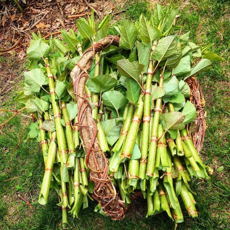 A basket filled with Japanese knotweed shoots. Did you know you could eat this ubiquitous invasive?