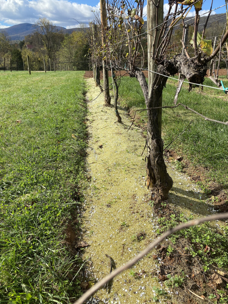 Crushed glass from recycled wine bottles is used as coarse sand, which is then used as mulch in the vineyard at Afton Mountain Vineyard in Afton, Virginia. MUST CREDIT: Elizabeth Smith, Afton Mountain Vineyard.