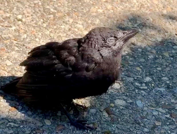 Alexandra Dimsdale found this young, blind grackle stumbling outside her Washington, D.C., home. She took it to a wildlife rehabilitator but learned it couldn't be saved. MUST CREDIT: Alexandra Dimsdale