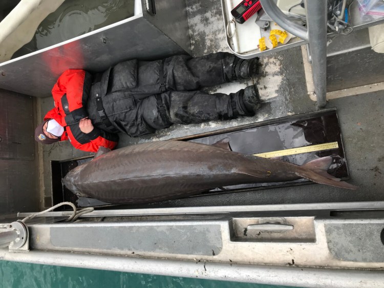 A member of the U.S. Fish and Wildlife Service survey crew lies beside a 240-pound lake sturgeon pulled from the Detroit River. 