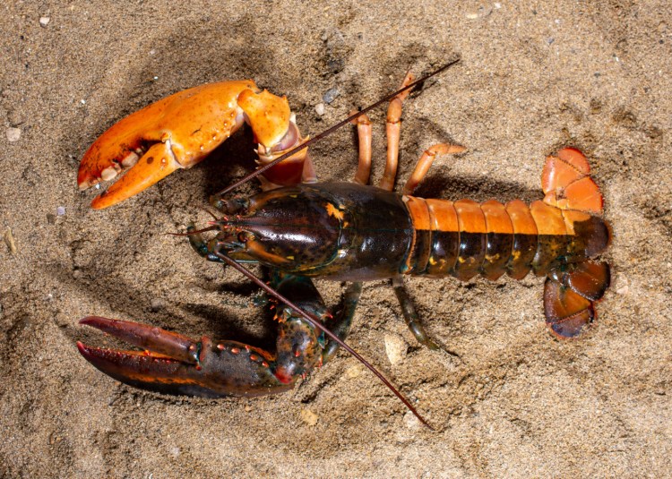 This rare half-orange lobster was donated to the University of New England Marine Science Center.