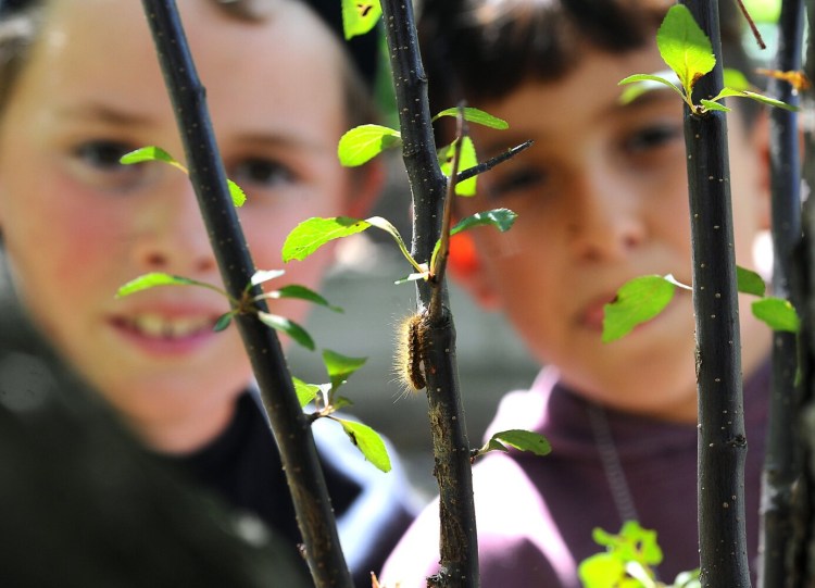 Jameson Dow, left, and classmate Charlie Ferris, both 10, study a browntail moth caterpillar June 2 in a tree at Ferris' yard in Waterville. Dow discovered the caterpillars had invaded the tree in front of his family's house. The caterpillar, which has two distinctive reddish dots, has poisonous hairs that can cause a rash if exposed to skin. City crews this spring have treated more than 1,000 trees in Waterville in an effort to curtail the spread of browntail moths.