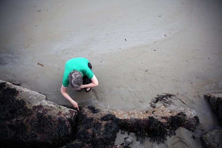 Linda Stathoplos, a retired NOAA researcher and oceanographer, searches the base of the jetty for remnants of bugs that washed ashore on Wells Beach on Tuesday. Stathoplos used a microscope to determine that the remains of small black flies likely stained the feet of beachgoers. 