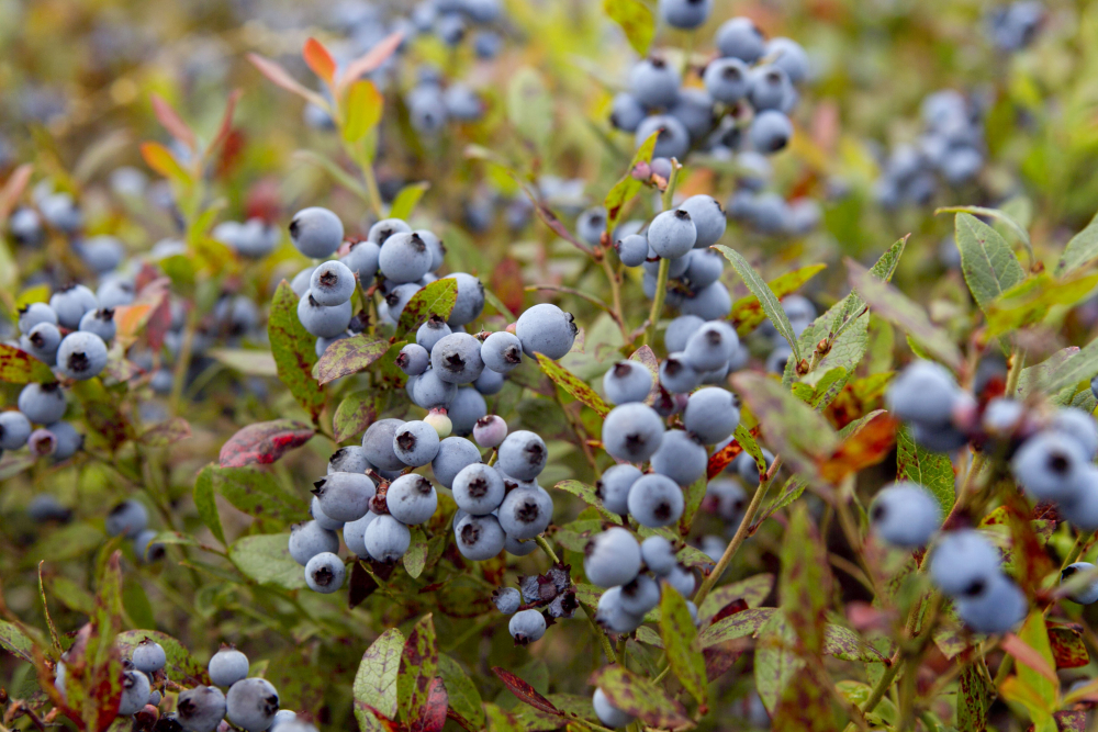 Blueberry_Fields_Warming_Temperatures_17429